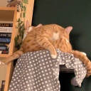 Gingernut cat posting Discord server icon