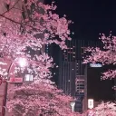 we got lost in japan