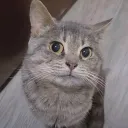 Peptides-discussion discord icon