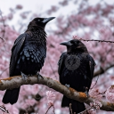 🐦⬛ 🏰 The Crow Corner  🏰 🐦⬛ Discord server icon