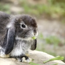 bnuycord Discord server icon