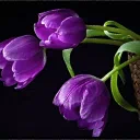 tuliip 🌷