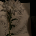 /fyi #vc #soon Server Icon