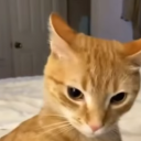Sussy Cat Clan Discord server icon