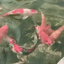 𓆟 ᏦᎧᎥ ᏞᎯᎶᎧᎧᏁ 𓆝
