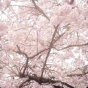 Ivelyne °❀⋆.ೃ࿔*:･