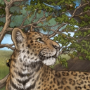 Preservationists of Lioden Discord server icon