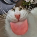 .𖥔 ݁ ˖🐾Paw . Central🐾.𖥔 ݁ ˖ Discord server icon