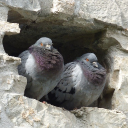 The Pigeon Hole