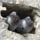 The Pigeon Hole