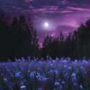 🌙 Lavender Orchid Discord server icon
