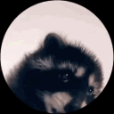 ❛      .   raccoon alley Discord server icon