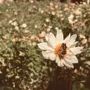 🐝 /honeybee clbs + bids