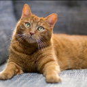 Sugar daddy hunry's server Discord server icon