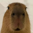 Capybara Games Discord server icon