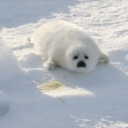 ℒ𝒾𝓉ℯ𝓇𝒶𝓁 ℐ𝒞𝒪𝒩𝒮 ／ 𝒮ℯ𝒶𝓁𝓈 Discord server icon