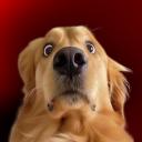 DAWG [RLBS]