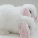 //buni