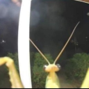 Insect Hotel Discord server icon