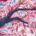 🌸𝐒𝐚𝐤𝐮𝐫𝐚 𝐒𝐚𝐧𝐜𝐭𝐮𝐚𝐫𝐲🌸