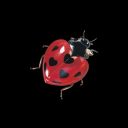 𝐿𝑜𝓋𝑒𝓁𝓎𝐿𝒶𝒹𝓎𝐵𝓊𝑔𝓏🐞🪽    13+ Discord server icon