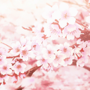 𝐒𝐞𝐜𝐫𝐞𝐭𝐲 🌸 Discord server icon