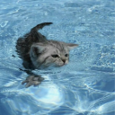 ✩‧₊˚ Sea Kittens  ≽^•⩊•^≼ Discord server icon