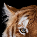 Artists' Picnic Discord server icon