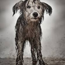 THE CITADEL OF MUTTS