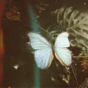 ꨄ˚butterflies server discord icon