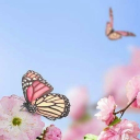 ꨄ˚butterflies server Discord server icon