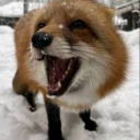 *.✧°•foxy cafe ° • 🦊*.✧ Discord server icon