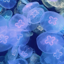 すい隊 Discord server icon