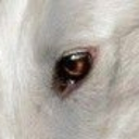 Borzoi Laboratories Incorporate Discord server icon