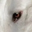 Borzoi Laboratories Incorporate
