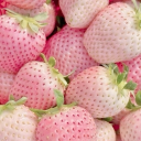 ⭒ 𝙶𝚢𝚊𝚛𝚞/𝙶𝚢𝚊𝚛𝚞𝚘 𝚔𝚒𝚗𝚐𝚍𝚘𝚖 ˳ ੭ ֪ 🍡 。 Discord server icon