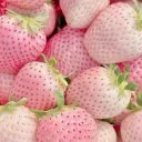⭒ 𝙶𝚢𝚊𝚛𝚞/𝙶𝚢𝚊𝚛𝚞𝚘 𝚔𝚒𝚗𝚐𝚍𝚘𝚖 ˳ ੭ ֪ 🍡 。