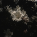 ❀ℙ𝕠𝕚𝕤𝕖 .ᐟ 𝚜𝚘𝚌𝚒𝚊𝚕𝚒𝚣𝚎 Discord server icon