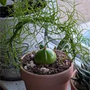 Houseplant Jeopardy