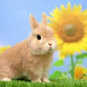 Bunny Garden