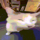 𑣲⋆｡˚𐔌՞ ܸ.ˬ.ܸ՞𐦯 Discord server icon