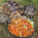 BLUETURTLE 2.0