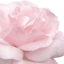 ⋆.𐙚 ̊ sweetheart society !! Discord server icon