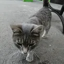 Север