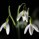 ❅ 𝒔nowdrop 𝒔mp . ｡˚ Discord server icon