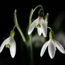❅ 𝒔nowdrop 𝒔mp . ｡˚