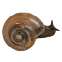 𓏼 snail paradise  ࣪  ᭡ 🐌 Discord server icon