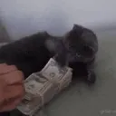 Twines basement