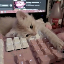 charmtail ୨ৎ Discord server icon