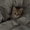 ᴺᴬᵀᵀᴵᴱ’ˢ ˢᴵᴸᴸʸ ᴴᴬᴺᴳᴼᵁᵀ Discord server icon